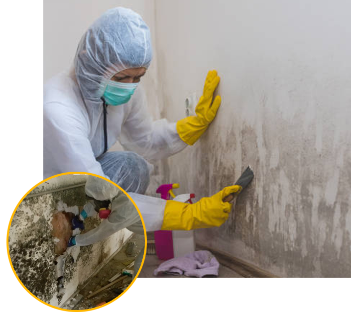 Mold Safety